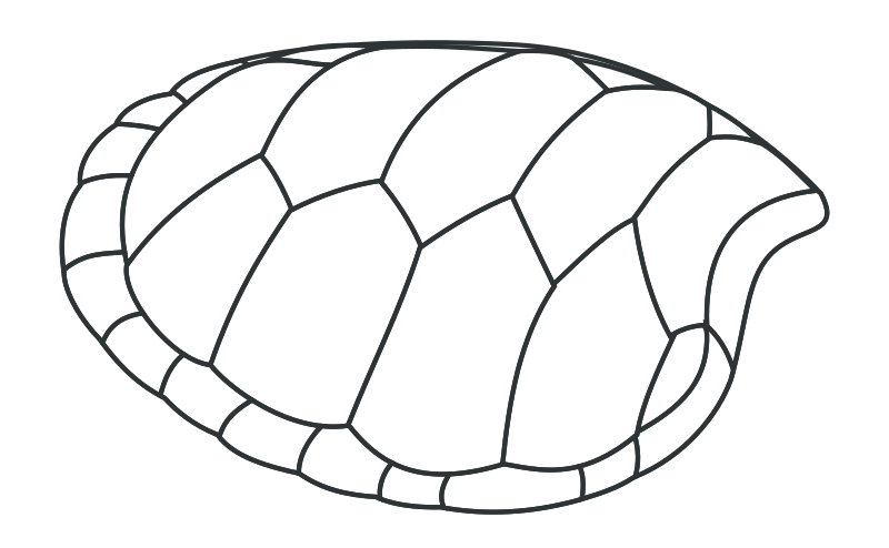 Hoof of Green Turtle