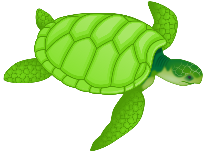 Green sea turtle