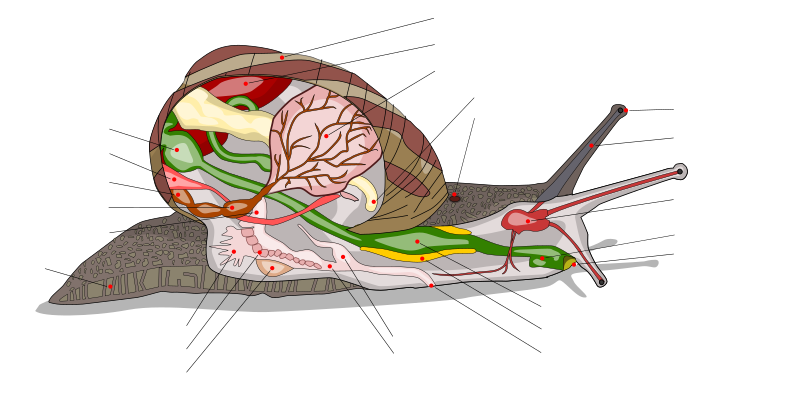 Escargot Anatomie avec descriptions en français - Snail Anatomy with French labels