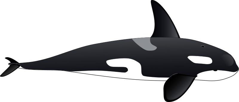 Orca