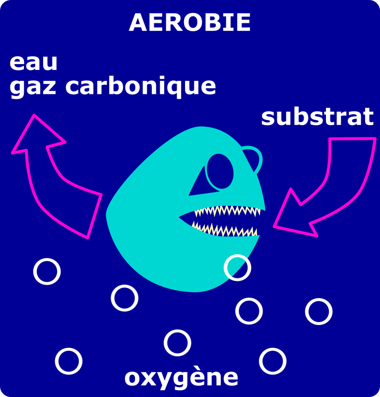 dégradation aérobie