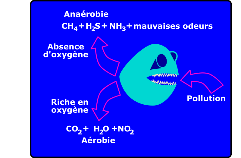 dégradation aérobie/anaerobie