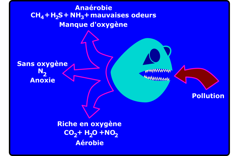 dégradation bactérienne