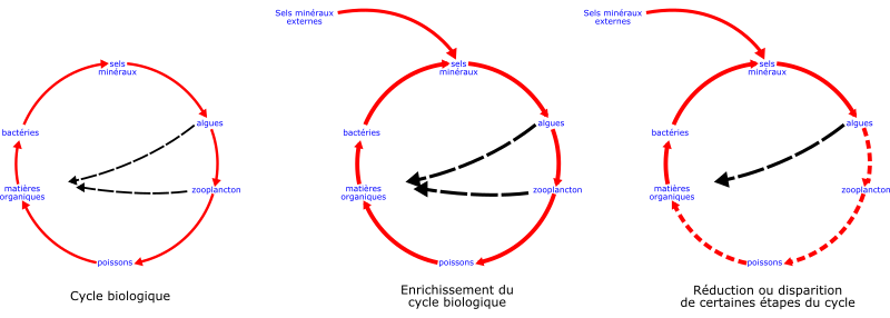 eutrophisation cycle