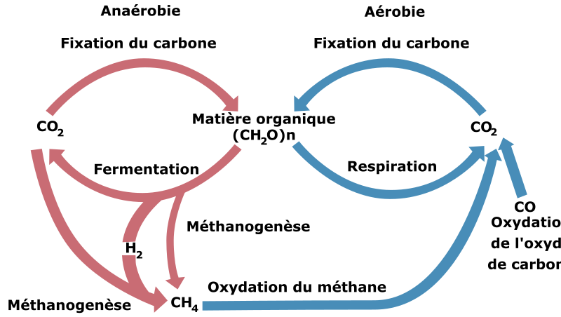 cycle biologic of carbon