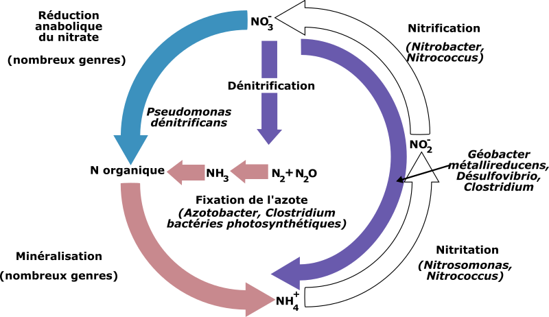 Cycle de l'azote