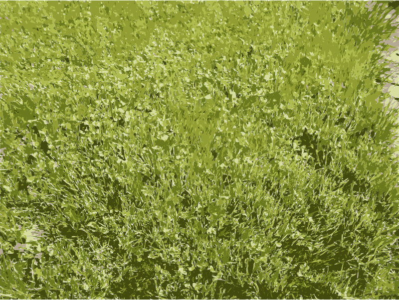 Grass Details in Missouri