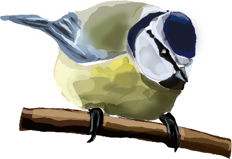 Blue Tit 