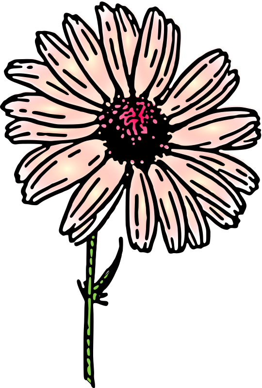 colored daisy 2