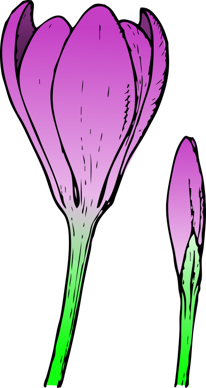 colored crocus 1