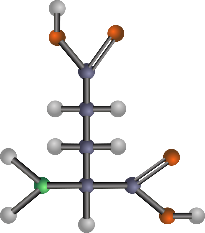 Glutamic acid (amino acid)