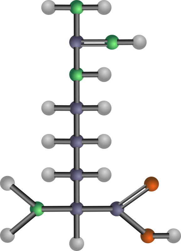 Arginine (amino acid)