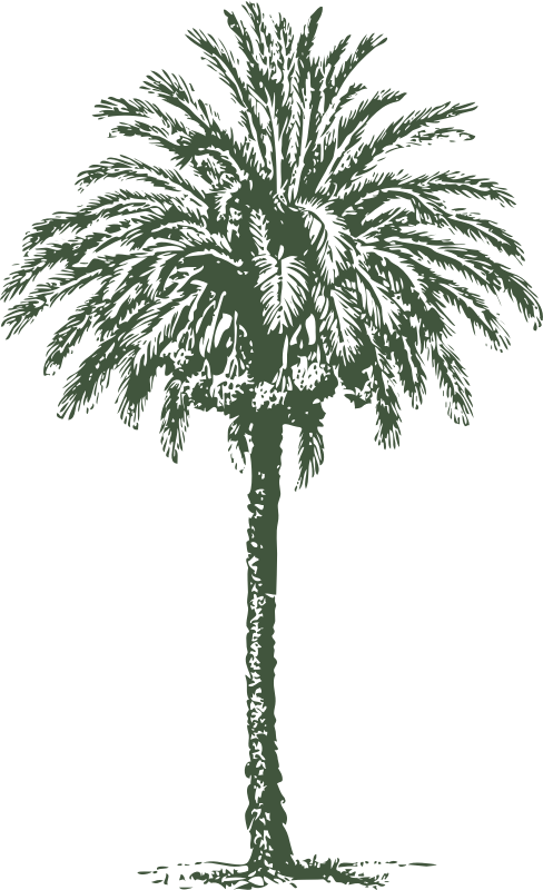 date palm