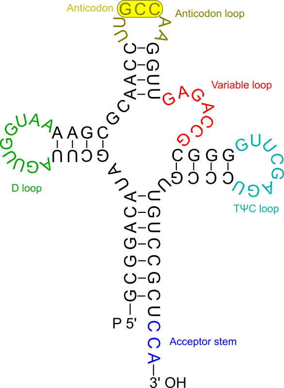 Transfer RNA 2