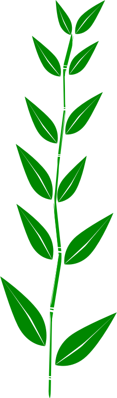 Bamboo,leaf