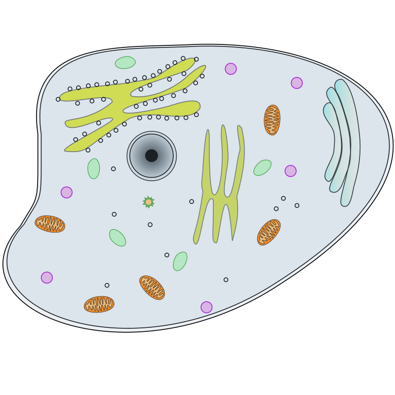 Animal Cell