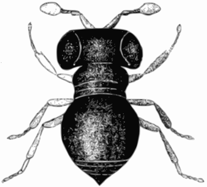 Baeus achaearaneus