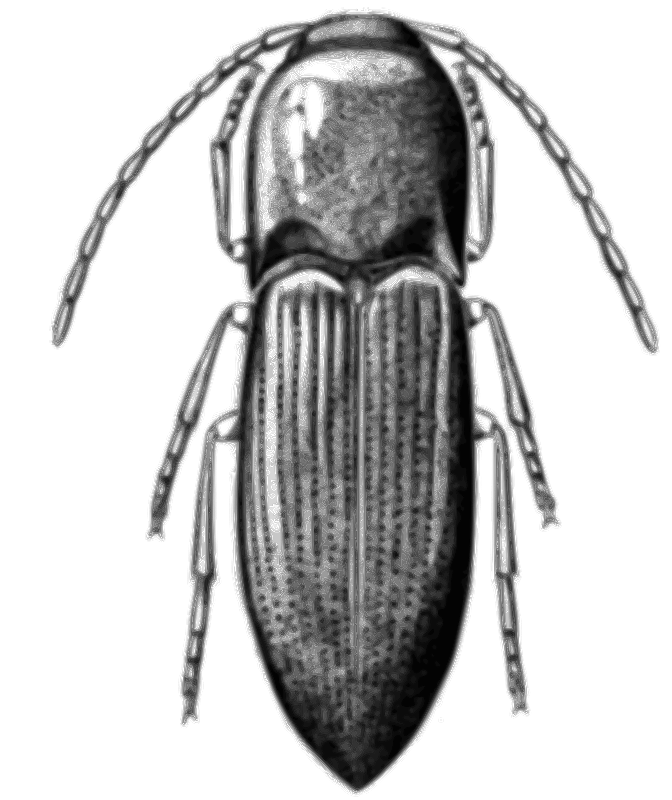 Alyma lawlerae