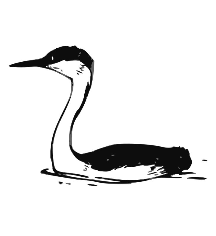 Western Grebe 2