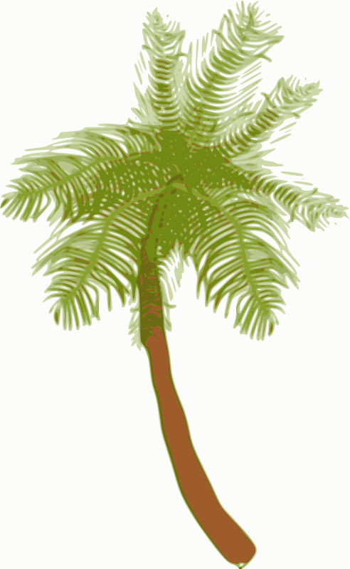 Coconut tree