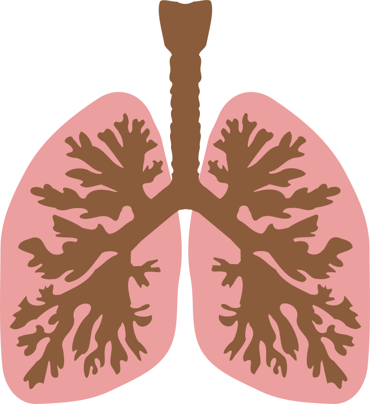 Lungs and bronchus