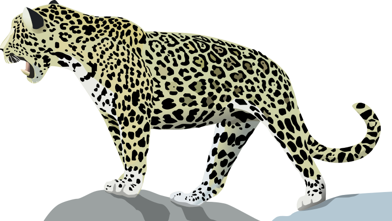 Jaguar