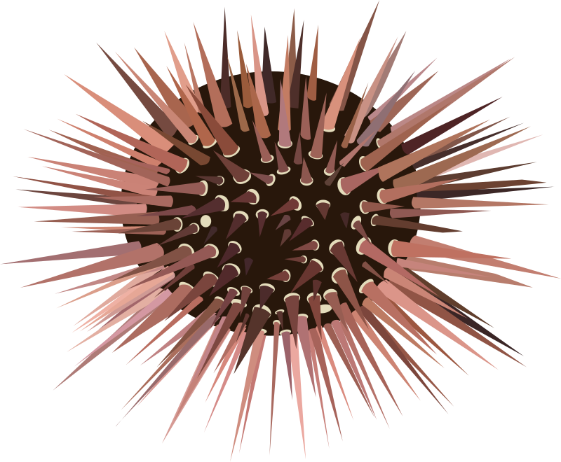 Sea Urchin