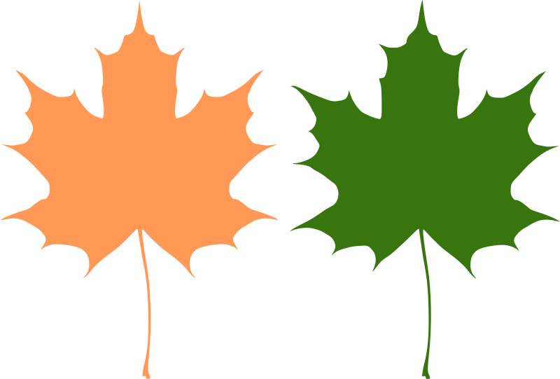 Maple leaves