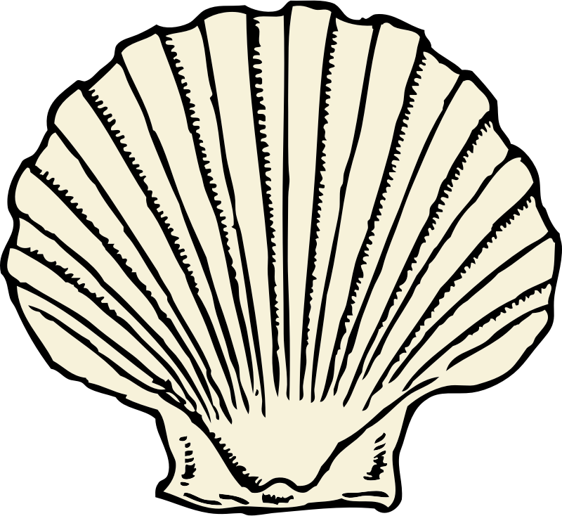 scallop shell