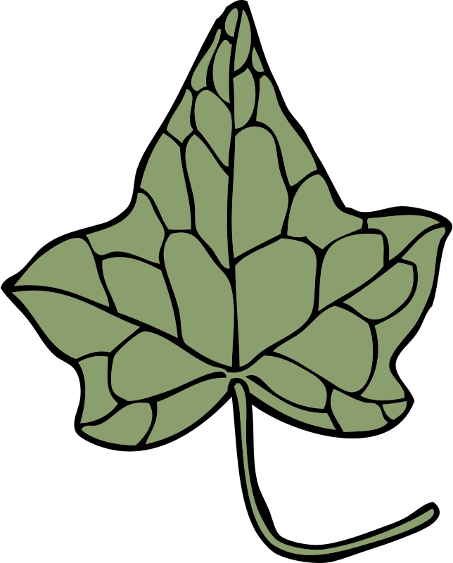 ivy leaf 5