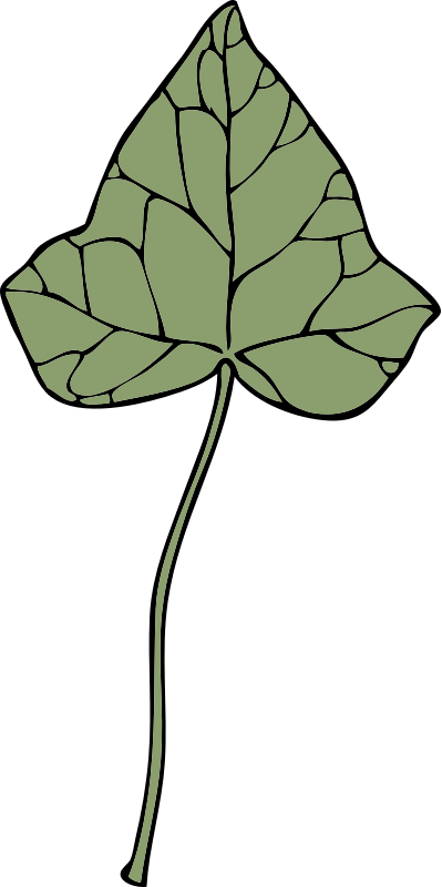 ivy leaf 7