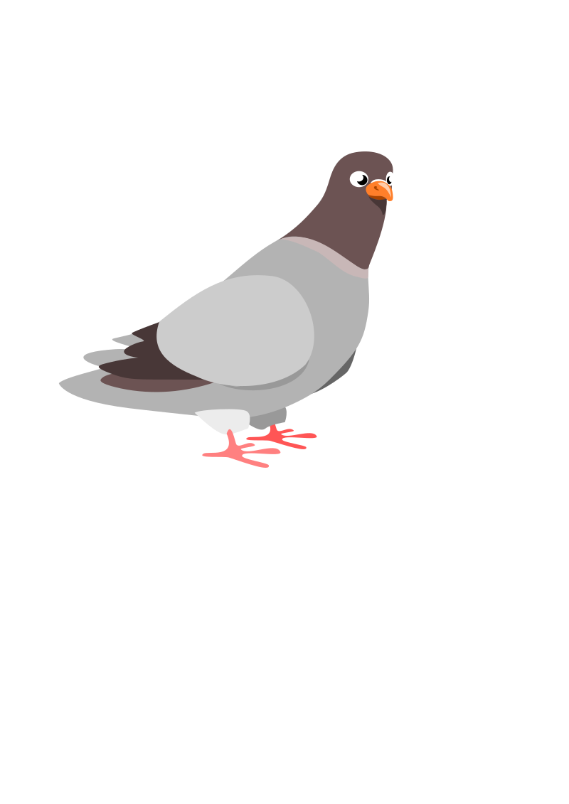 Pigeon