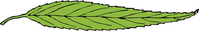 lanceolate leaf