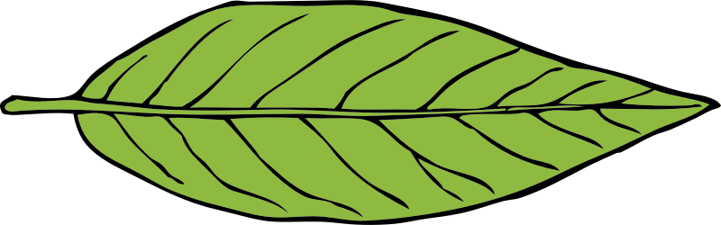 lanceolate leaf 2