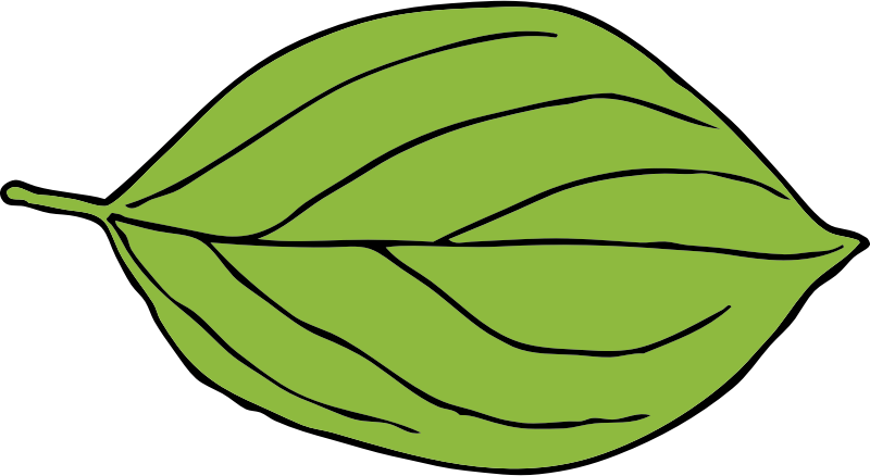 oval leaf 2