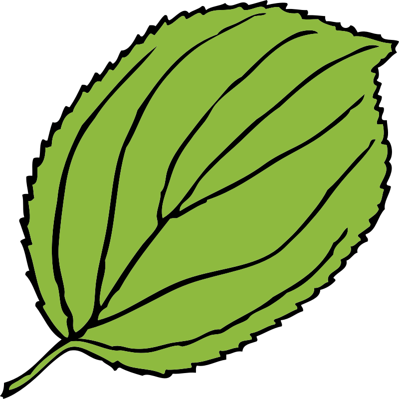 serrate leaf