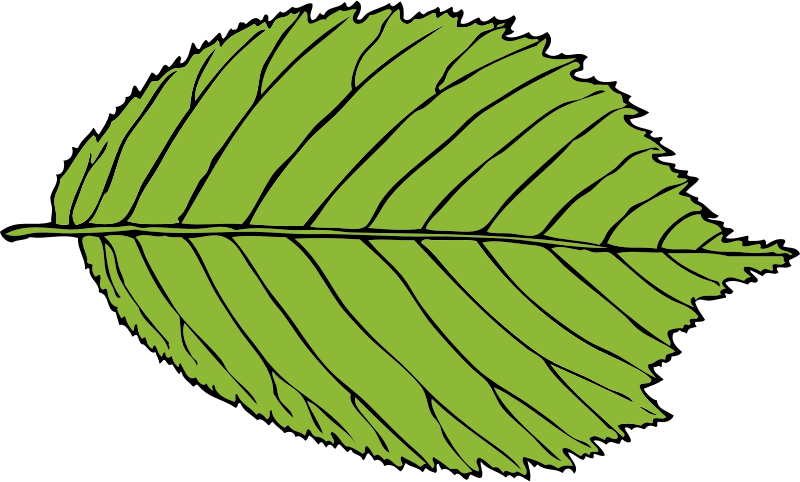 bi-serrate leaf