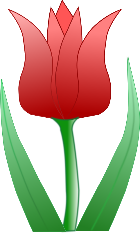 tulipa