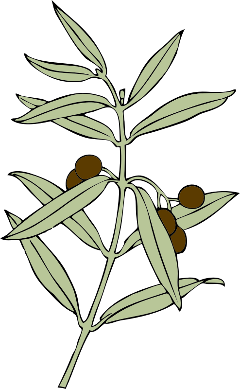 olive branch