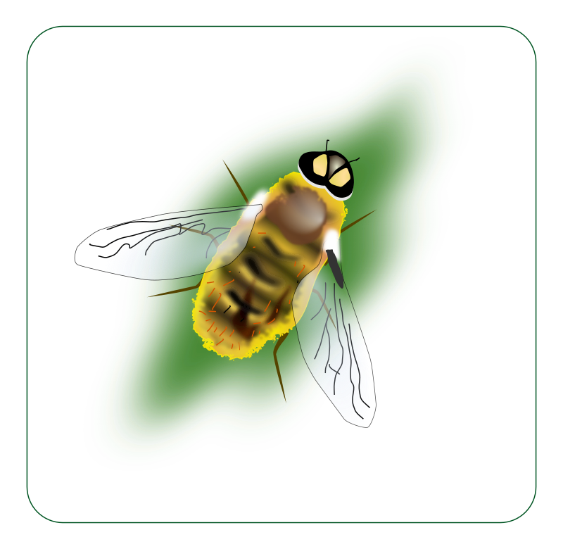 bee