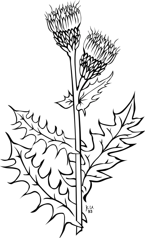 Cirsium Arvense