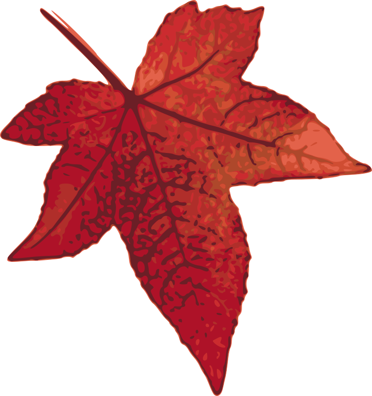 Red maple leaf