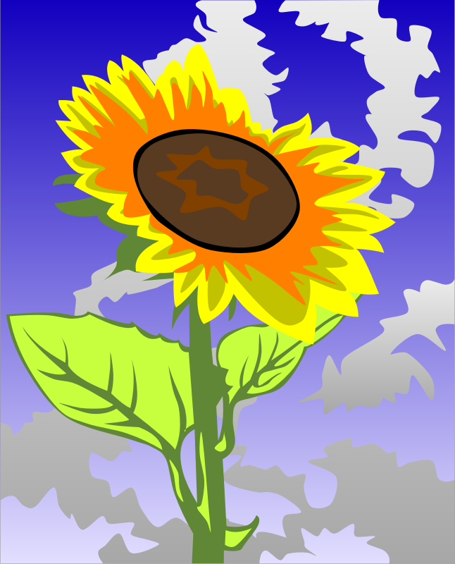 Sunflower