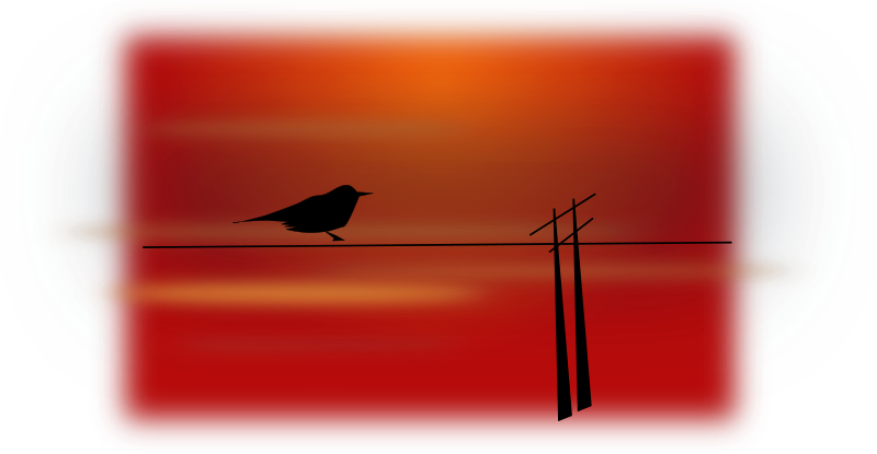 bird on wire