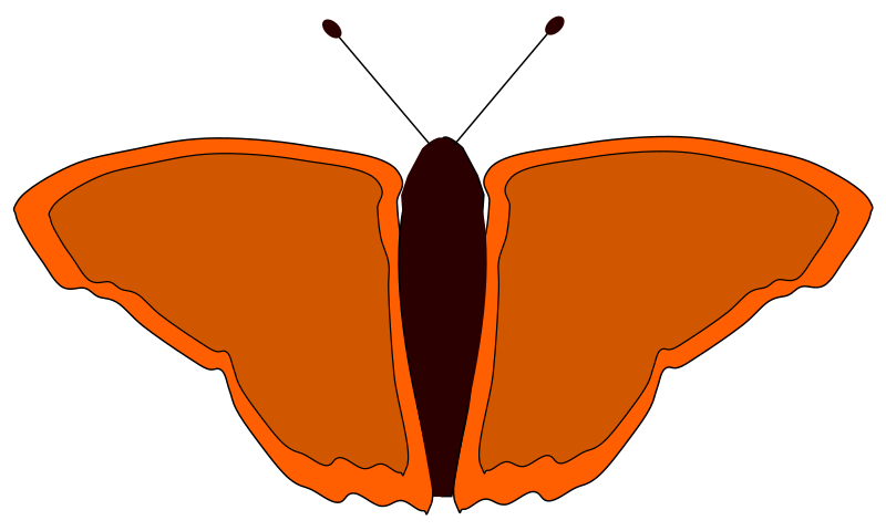 orange butterfly