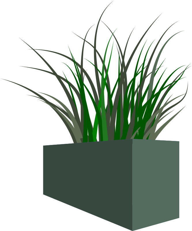 Grass in square planter