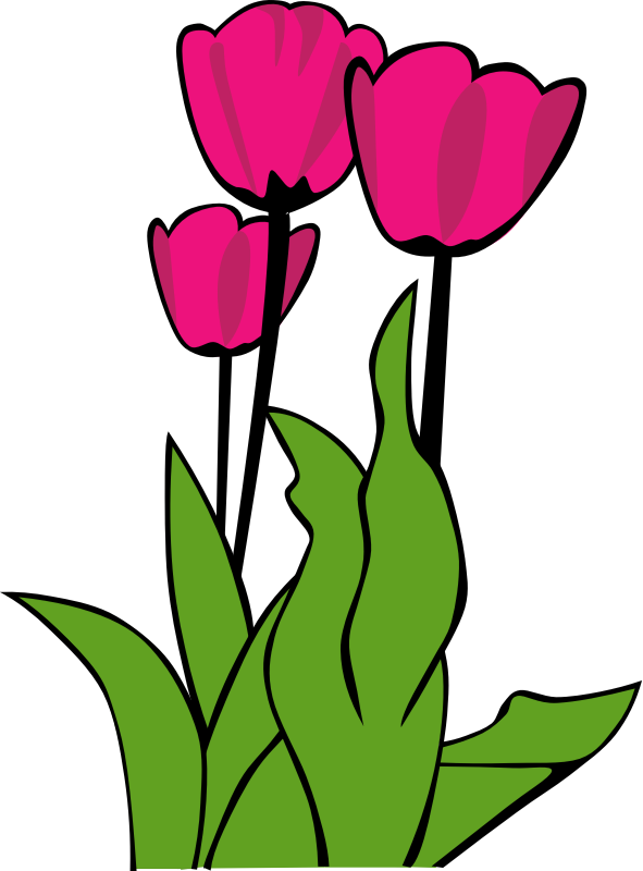 Tulips