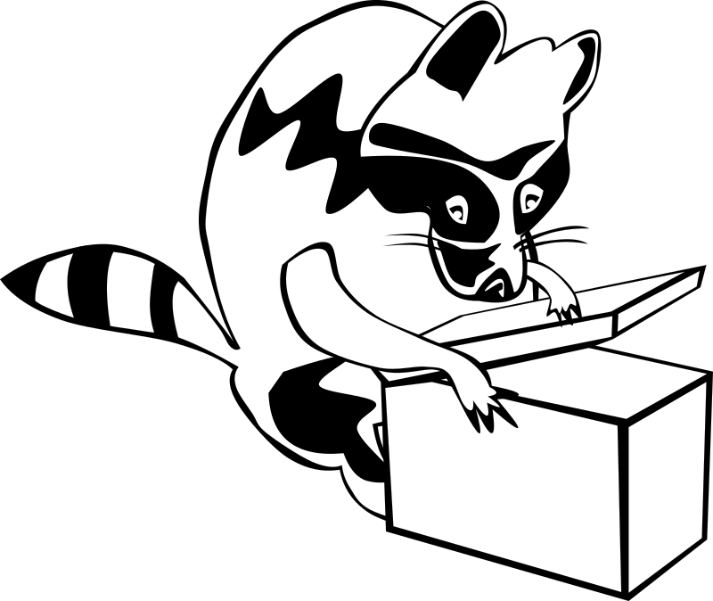 Raccoon opening box