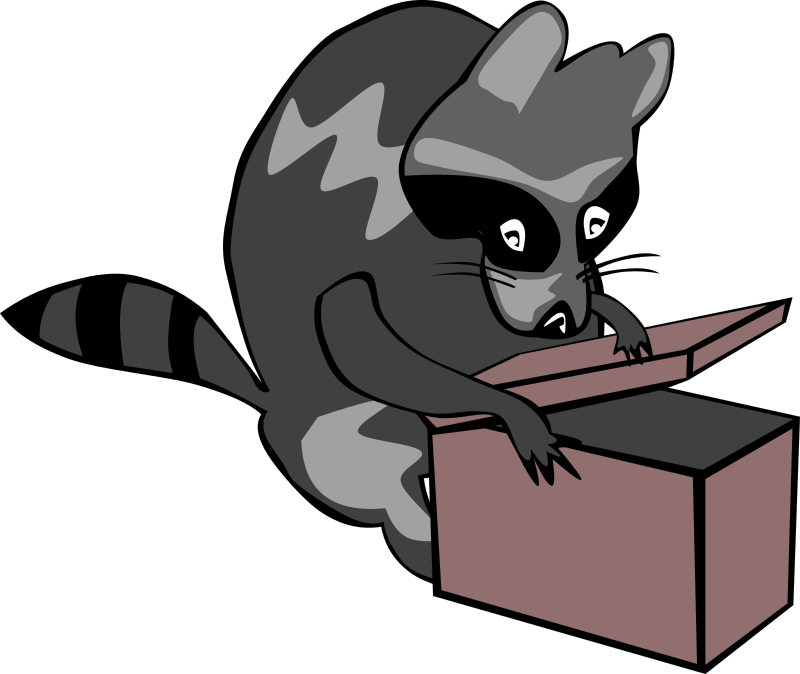 Raccoon opening box