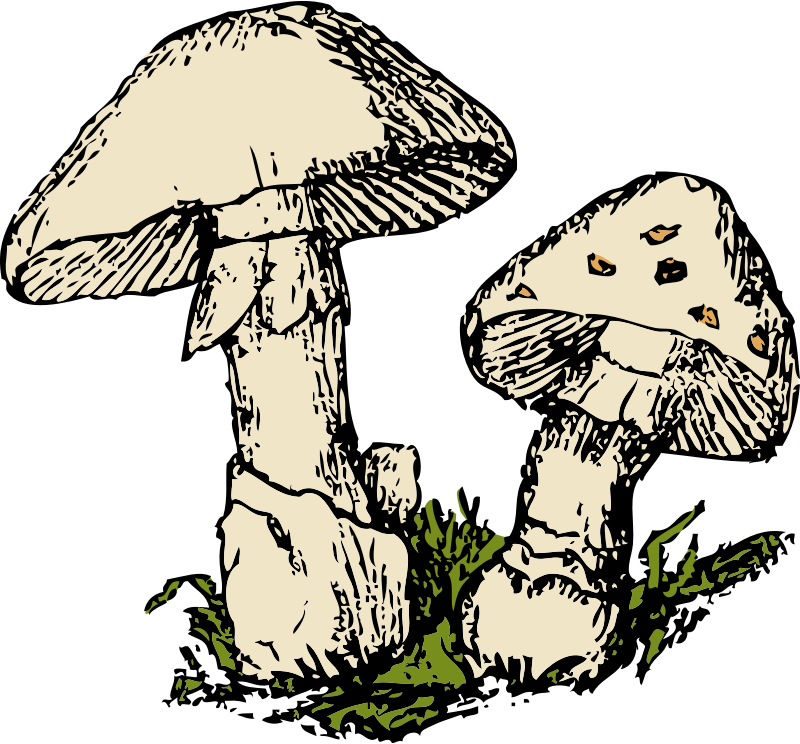 two mushrooms